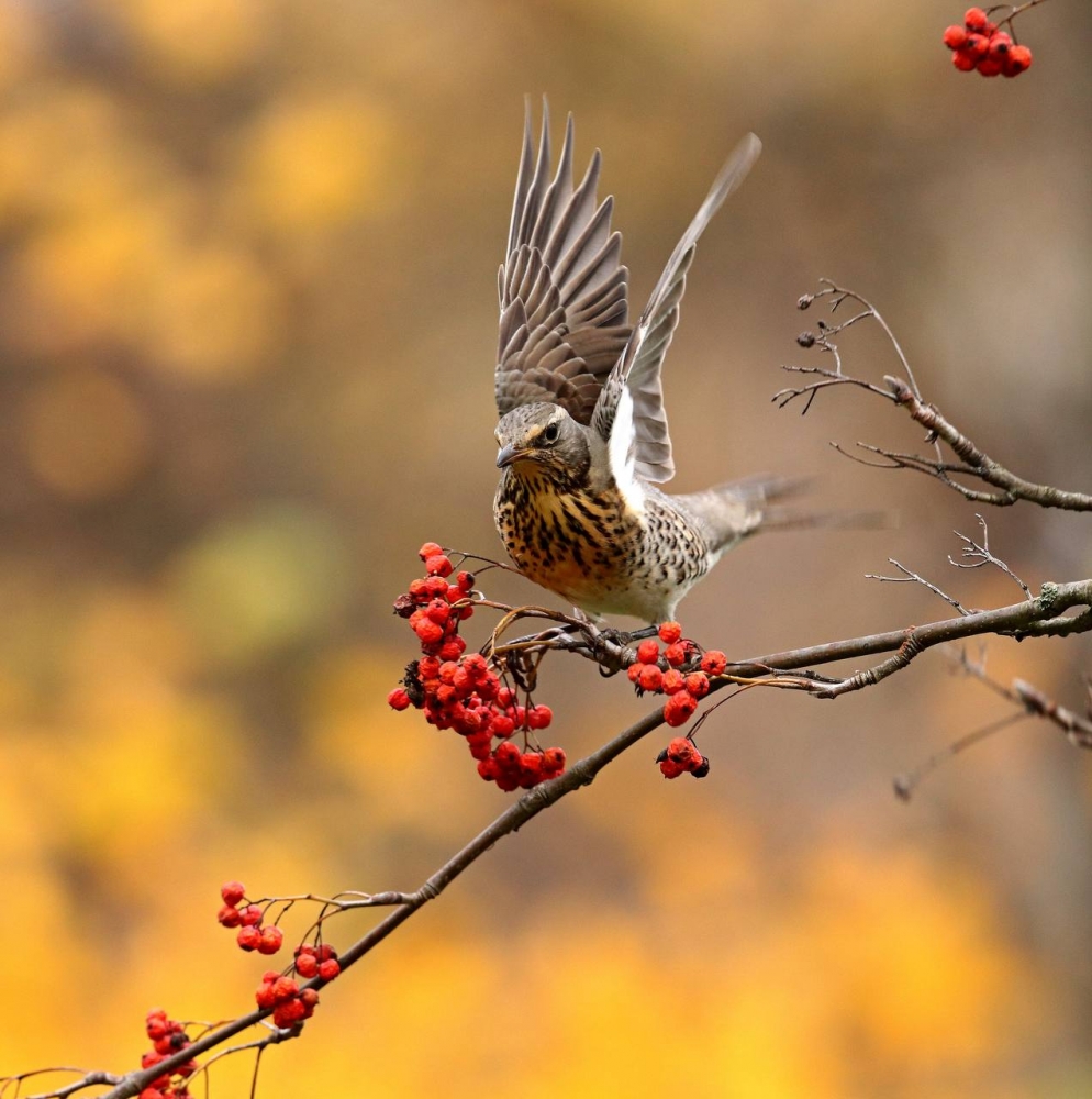 Рябиновый пир: Как Дрозды-Рябинники и зеленушки устроили настоящий Гастрономический фестиваль! 🍒🥳