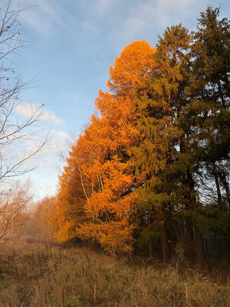 Золотое утро, или как природа устроила мне шоу, которое нельзя было пропустить! 💫😍🔥