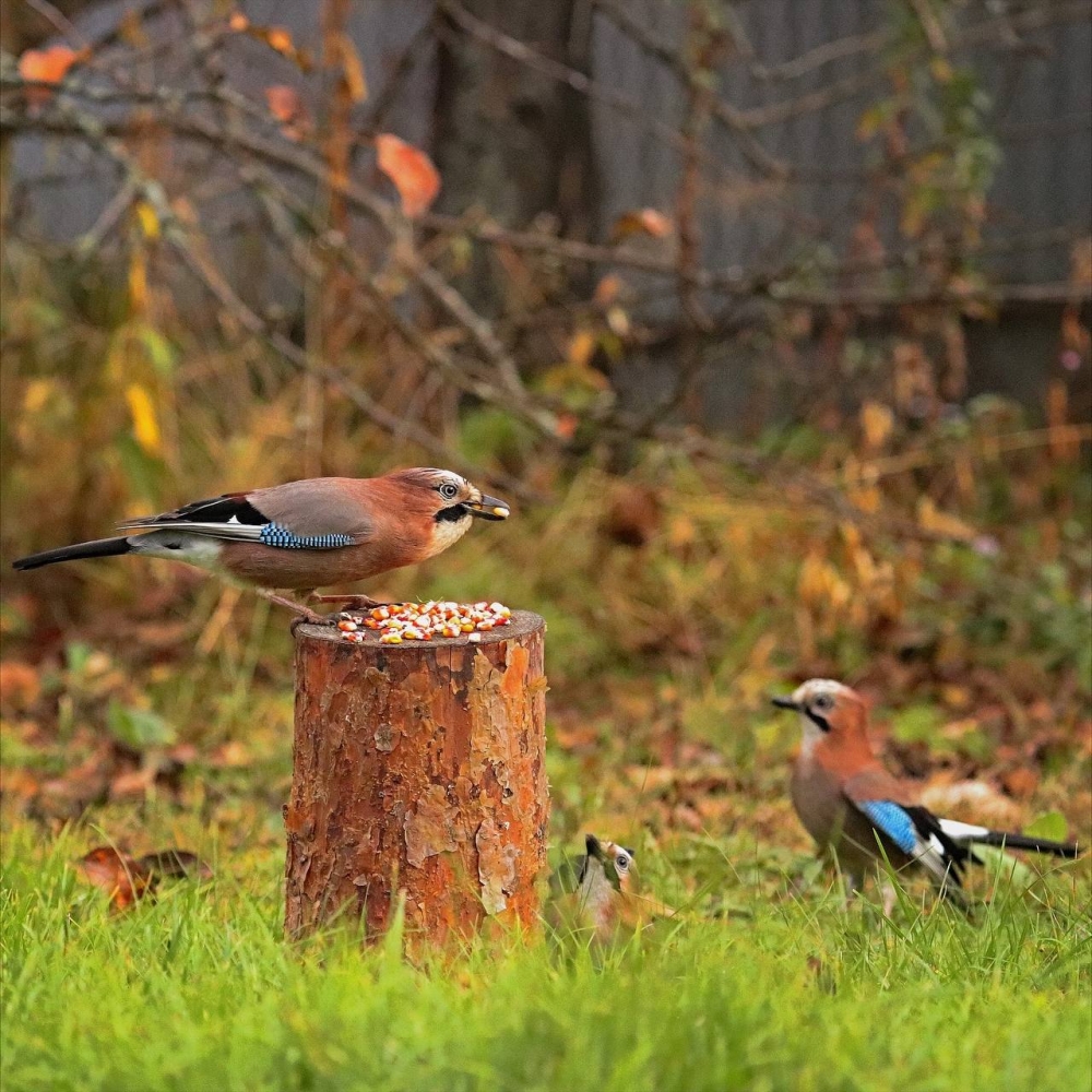 Как стая птиц устроила мне утреннее шоу с кормовой кукурузой! 🤩🌽🐦