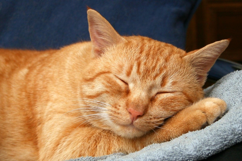 Рыжие коты и кошки 