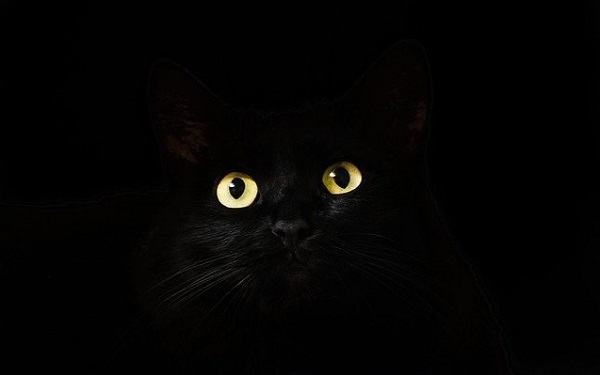 17 ноября – День черной кошки