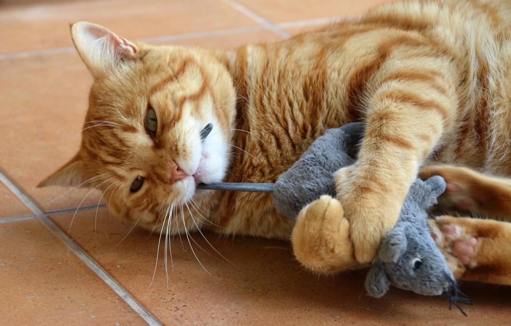 Почему кошки обожают мять мягкие предметы? Инстинкт?