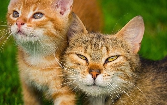 Самые известные кошки в мире