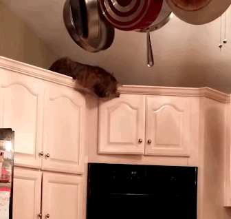 Моя подборка смешных картинок с кошками, фото 1