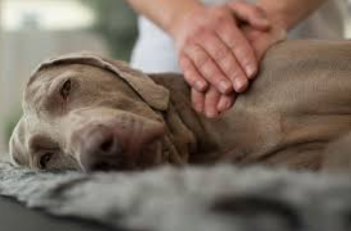 Как правильно делать массаж для собак и почему это важно
