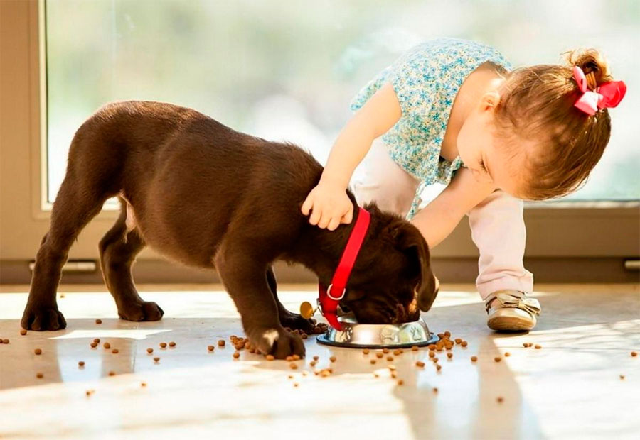 Ребенок плохо относится к животным? Что делать?