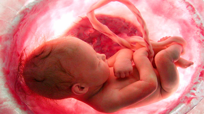 Откуда берутся дети? Как поговорить с ребенком о сексе?, фото 2