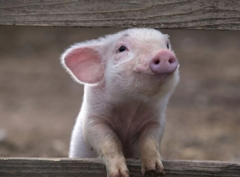 25 удивительных фактов о свиньях