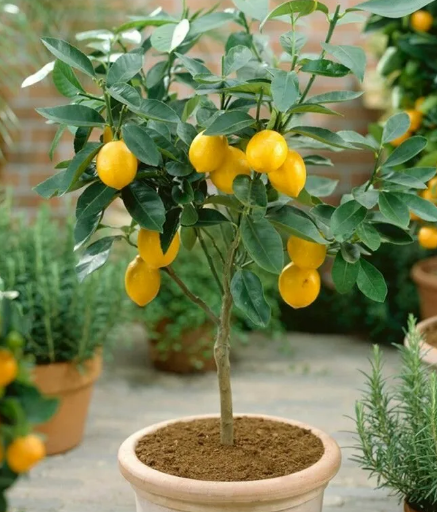 Это интересно: Как вырастить лимон в домашних условиях: уход, грунт.