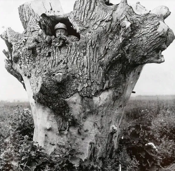 Камуфляжное дерево