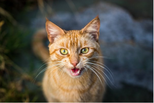 Как котята относятся к своим хозяевам?
