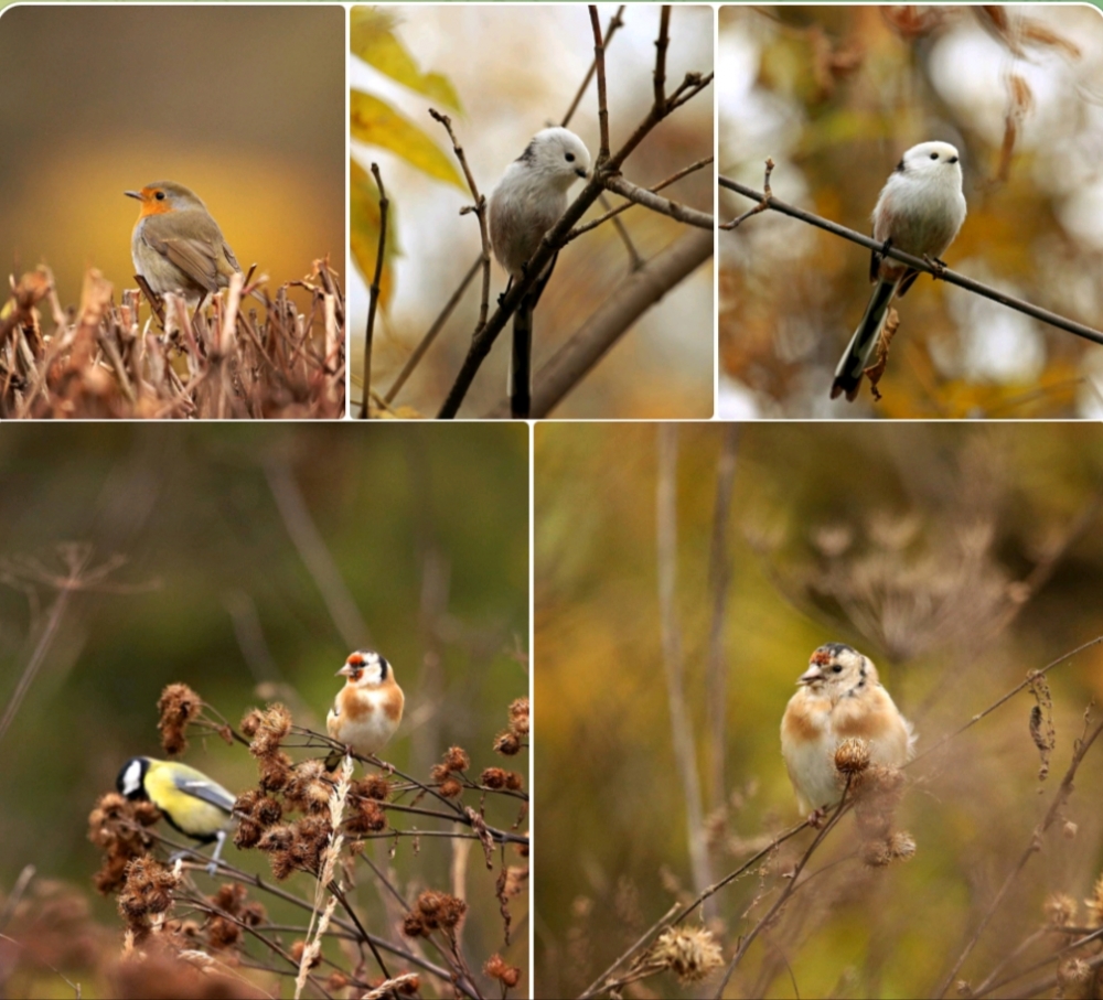 Охота за птичьим счастьем в Измайловском парке: Когда обычная прогулка превращается в сказочное приключение! ✨🌳🐦