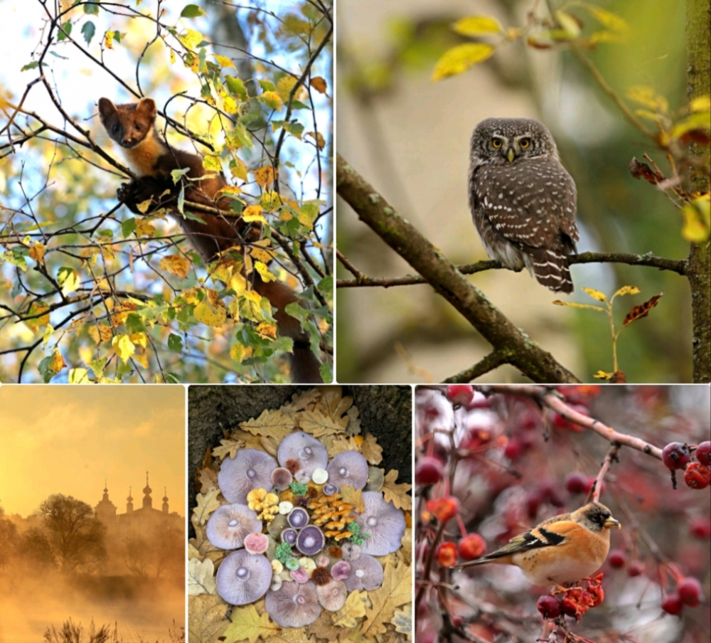 Прощай, золотая осень! Мой последний поклон красоте, или как я коллекционировал чудеса перед зимой! 🍁💫📸