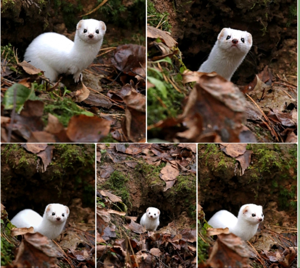 Когда предзимье дарит сказку: Моя встреча с белым чудом! 🤩