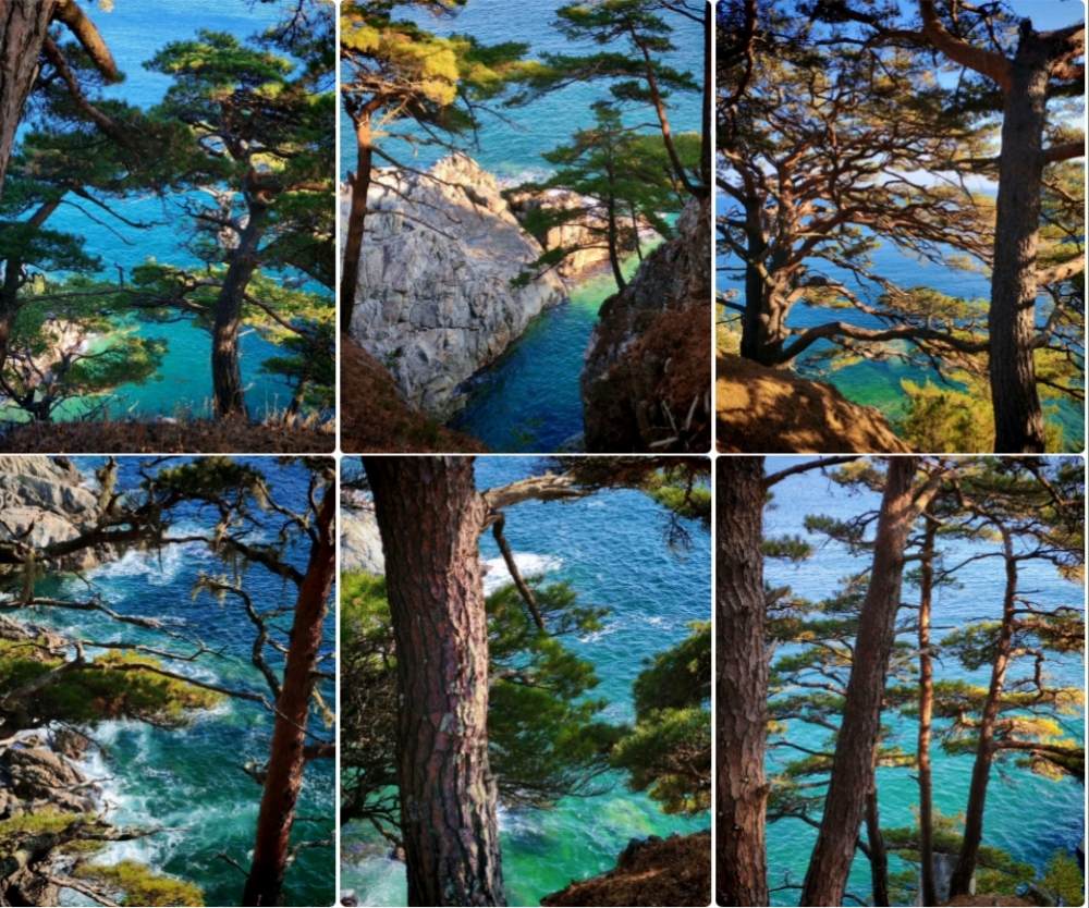 Гамова: Там, где Тихий океан шепчет скалам, а сосны стоят на страже красоты 🌲🌊