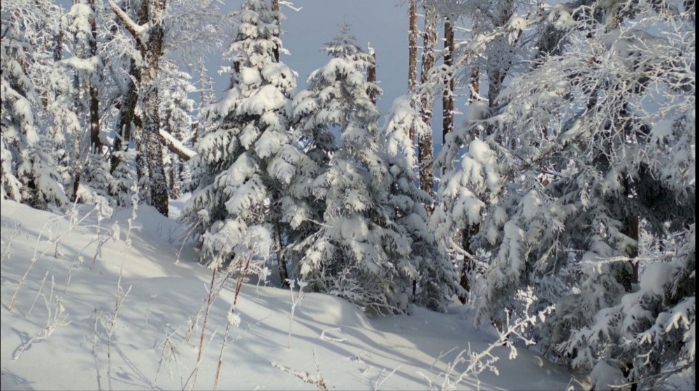 Когда вроде бы нехватка снега обернулась зимней сказкой! ❄️✨