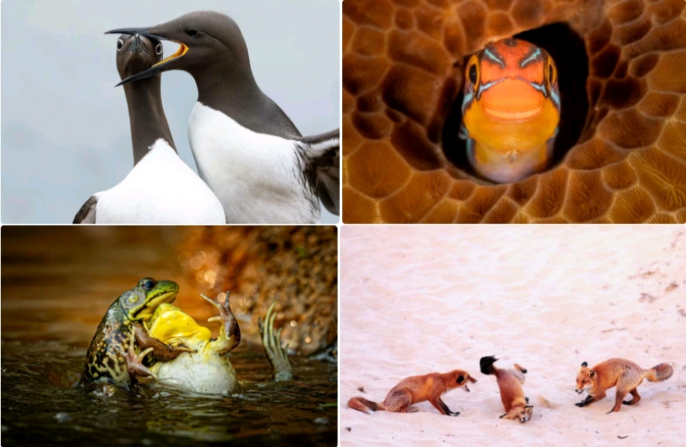 Главный приз: Горилла, которая умеет давать пять! 🦍🖐️