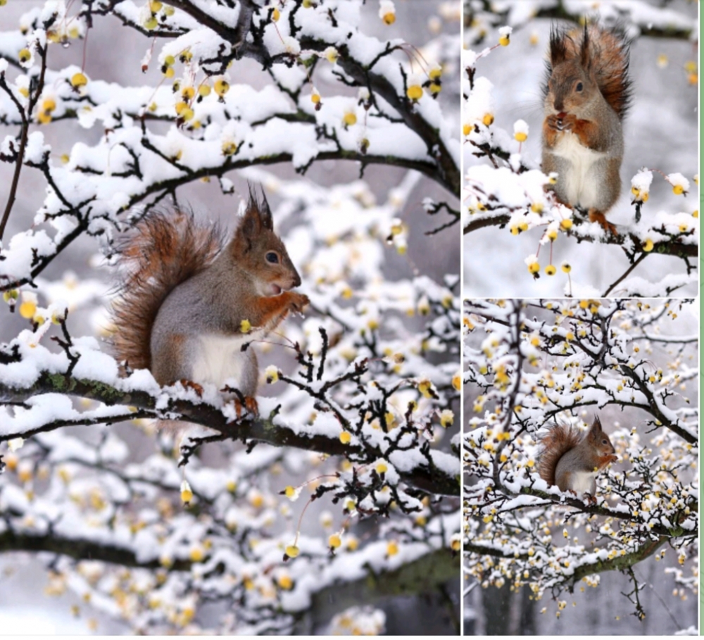 Зимняя сказка! 🐿️❄️