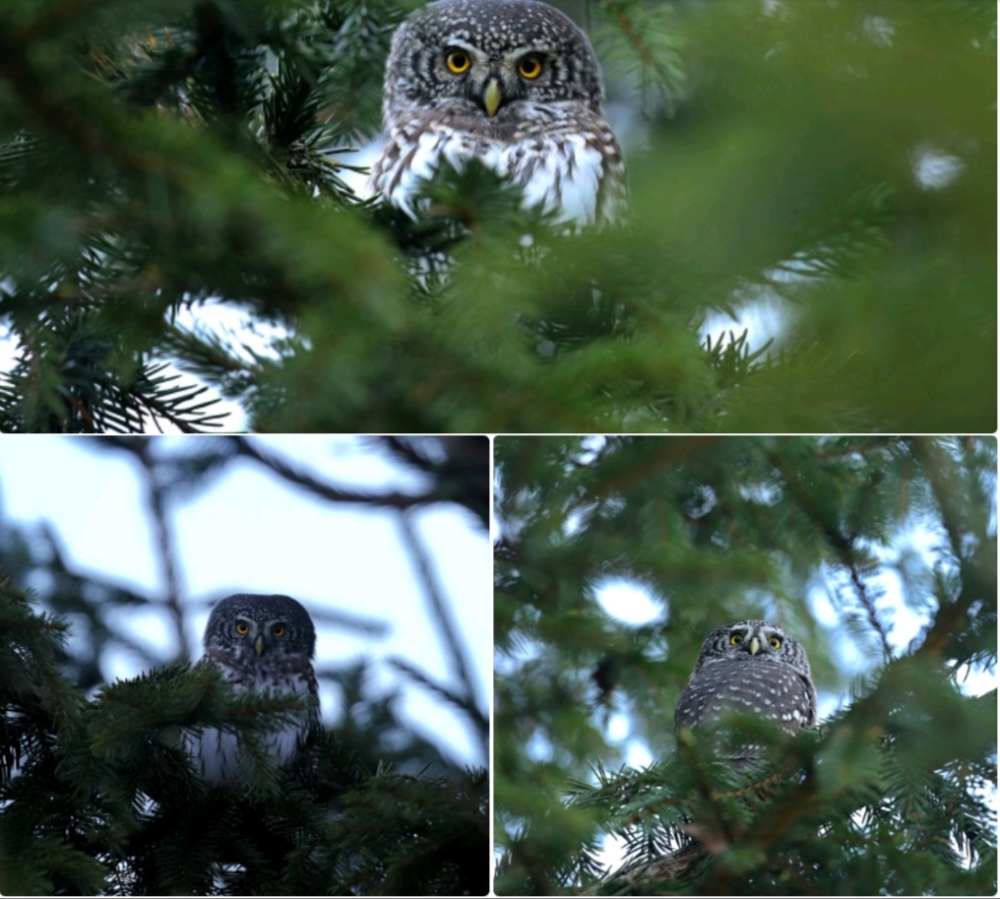 Маленький дух старого ельника в предрассветных сумерках. 🌲