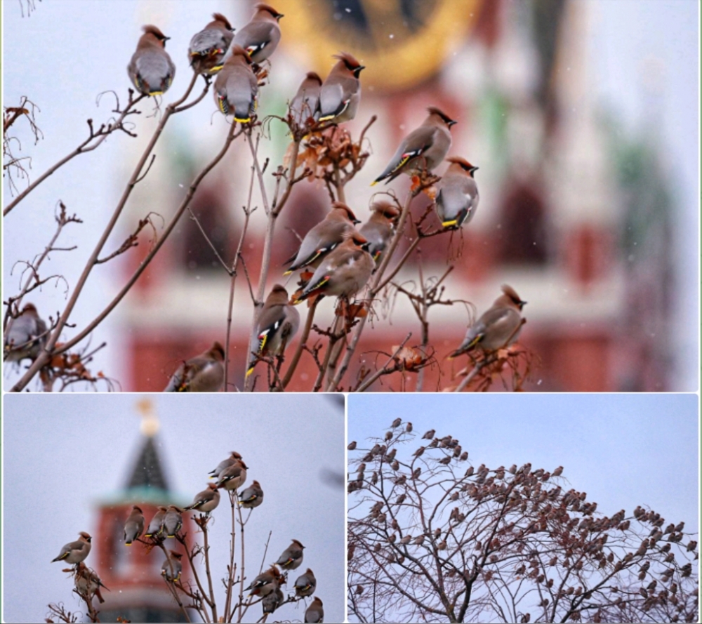 Северные гости свиристели на Красной площади 🐧🎉👏🏻