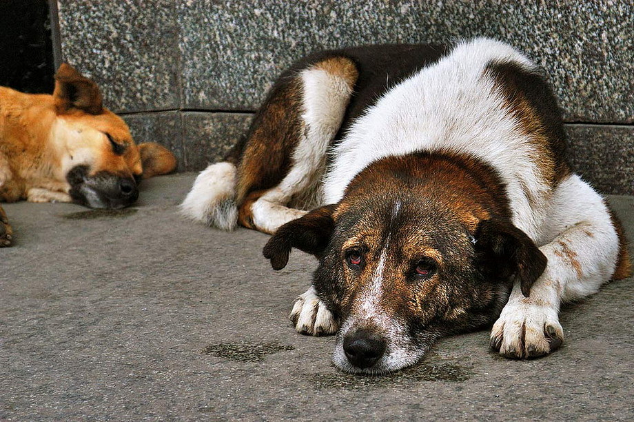 Пенсионерка кормит бездомных собак и жалуется на нехватку денег.