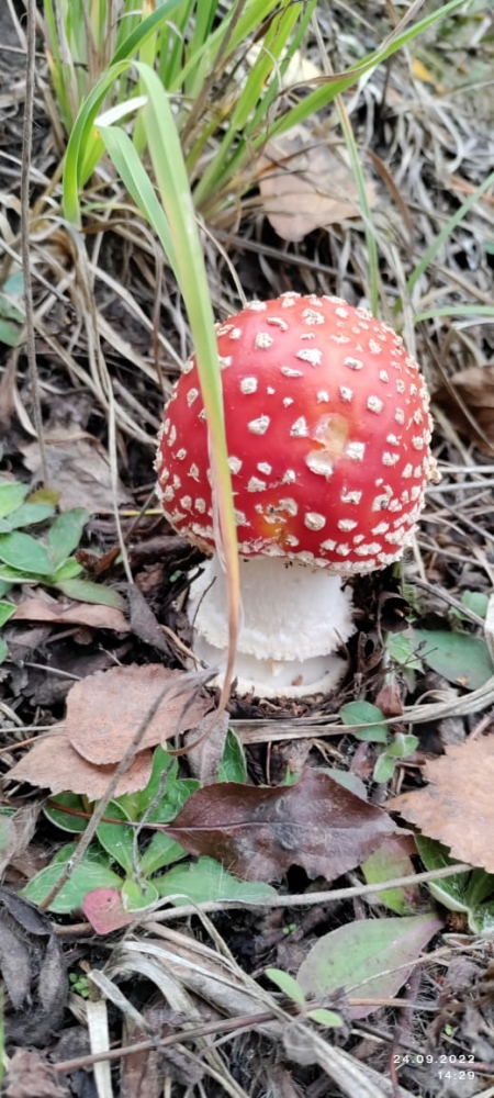 Тихая охота осенью в Тамбовской области в 2022 году, фото 1