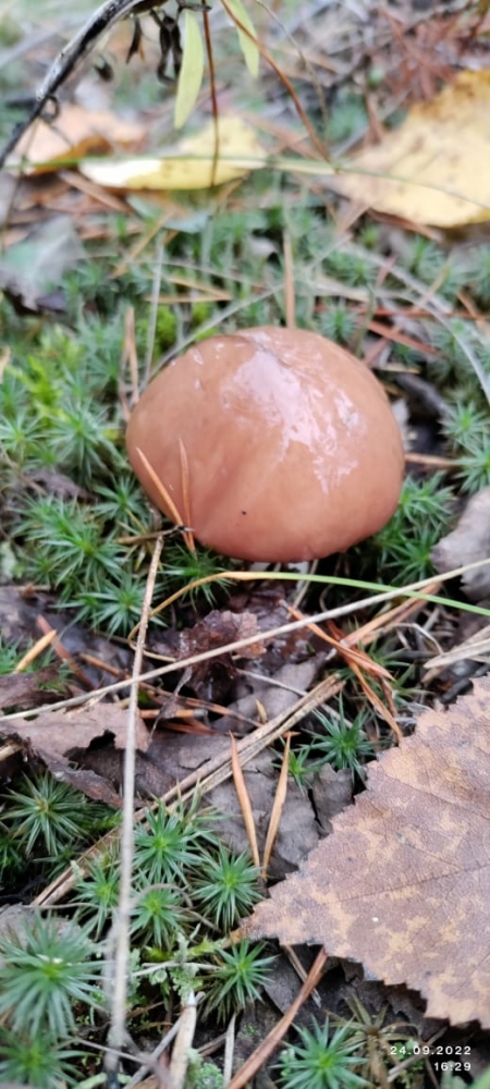 Тихая охота осенью в Тамбовской области в 2022 году, фото 2