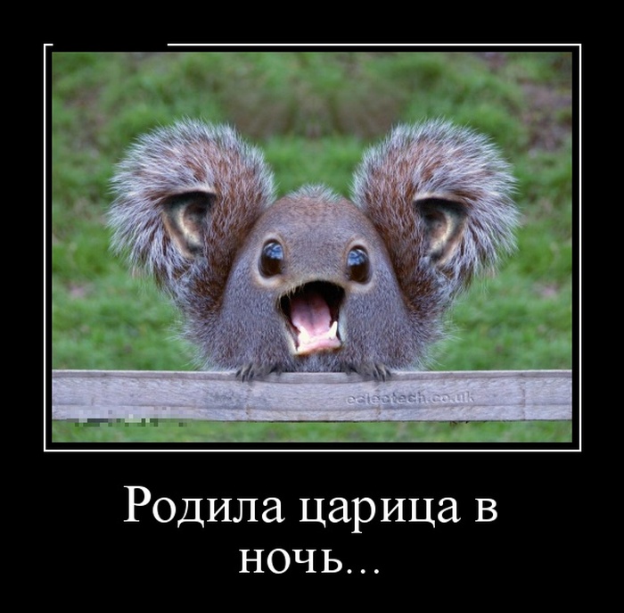 Прикольные картинки с надписями для поднятия настроения, фото 15 Прикольные картинки с надписями для поднятия настроения, фото 15