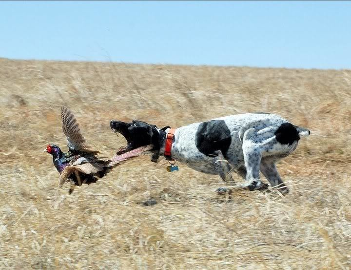 Хобби настоящих мужчин!, фото 10