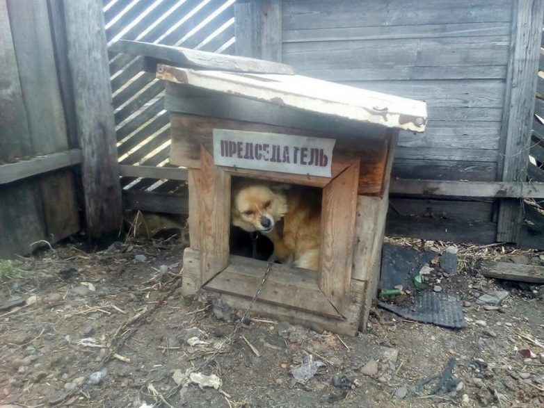 В деревне смешные картинки