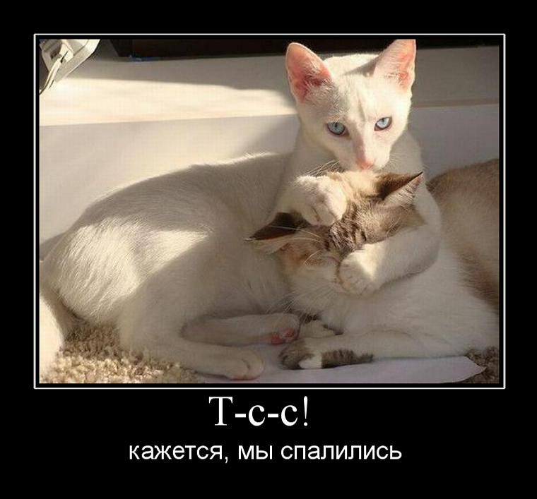 Прикольные картинки с надписями для поднятия настроения, фото 2 Прикольные картинки с надписями для поднятия настроения, фото 2