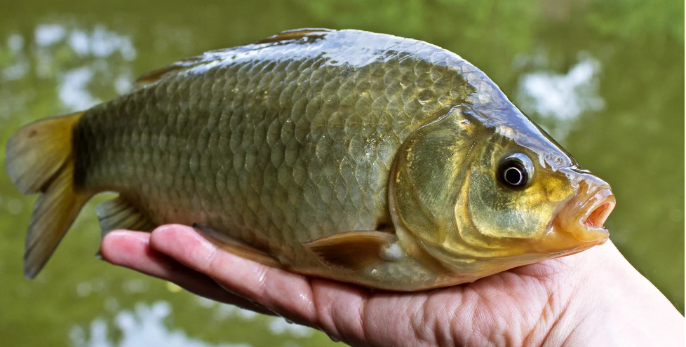 Жор карася в июне, фото 1 Жор карася в июне, фото 1