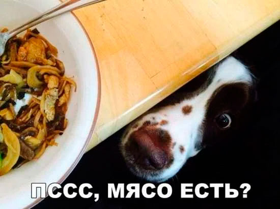 Прикольные картинки с надписями для поднятия настроения, фото 26 Прикольные картинки с надписями для поднятия настроения, фото 26