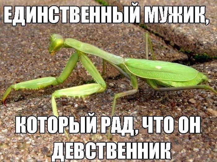 Прикольные картинки с надписями для поднятия настроения, фото 22 Прикольные картинки с надписями для поднятия настроения, фото 22