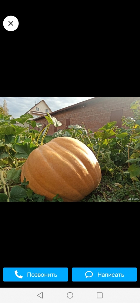 Бывает же вырастает такое. Тыква гигант. , фото 2 Бывает же вырастает такое. Тыква гигант. , фото 2