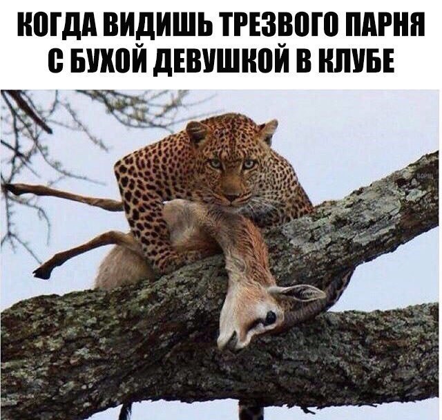 Прикольные картинки с надписями для поднятия настроения, фото 30 Прикольные картинки с надписями для поднятия настроения, фото 30