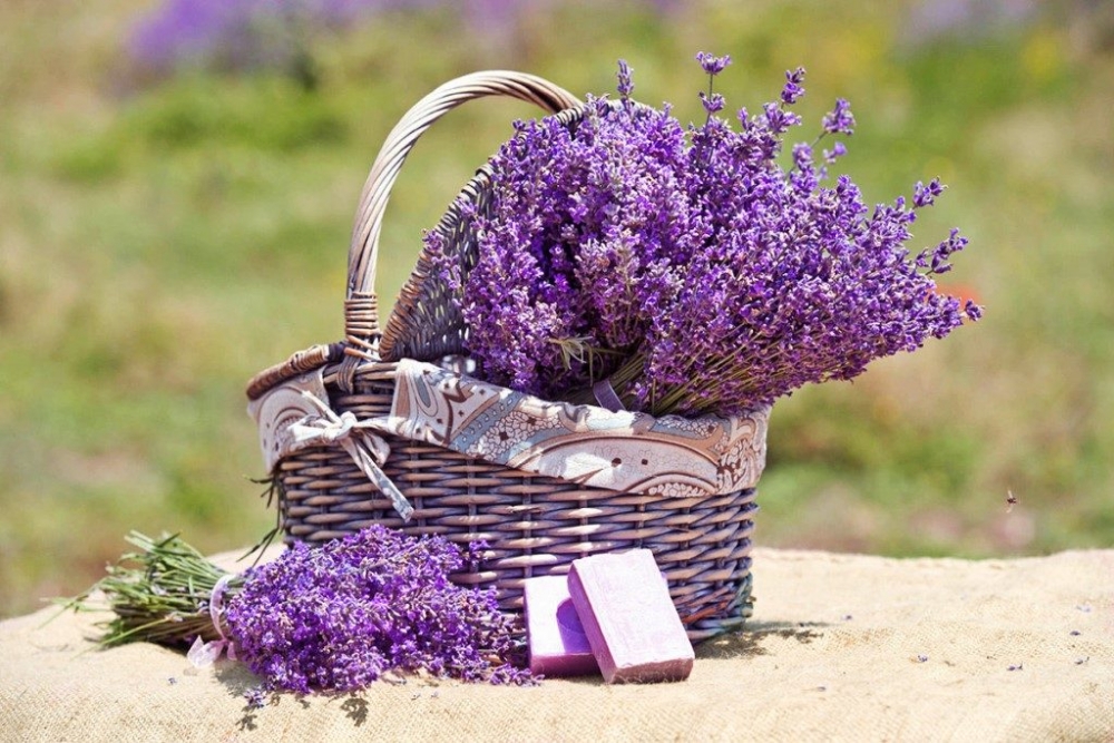 Как при помощи лаванды улучшить микроклимат в доме?