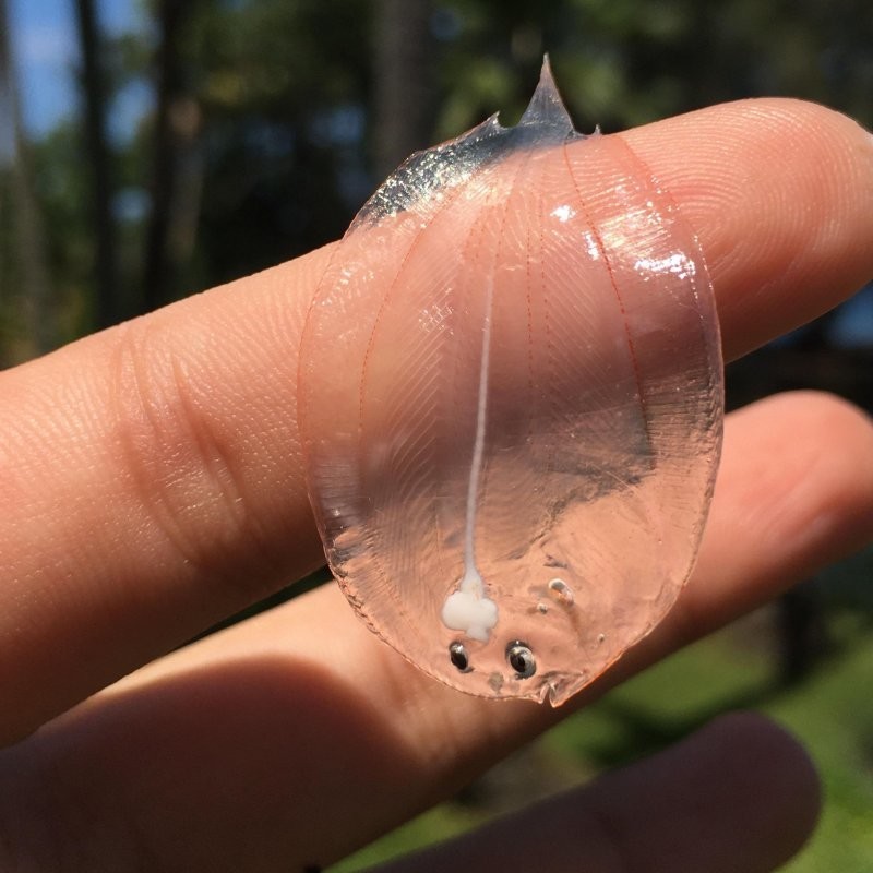 А вы знали, как выглядит малек рыбы камбалы?