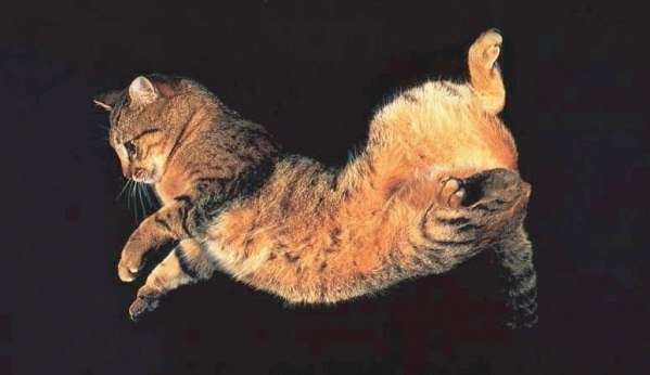 Почему кошки приземляются на лапы?