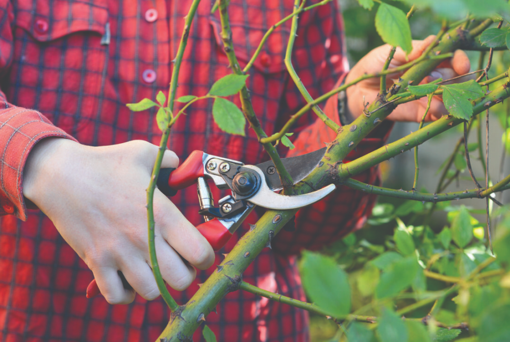 Причесать розу.