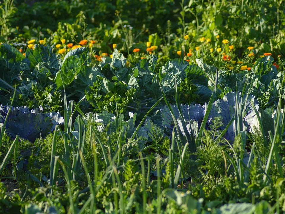 Какие овощи не стоит высаживать на грядку рядом?