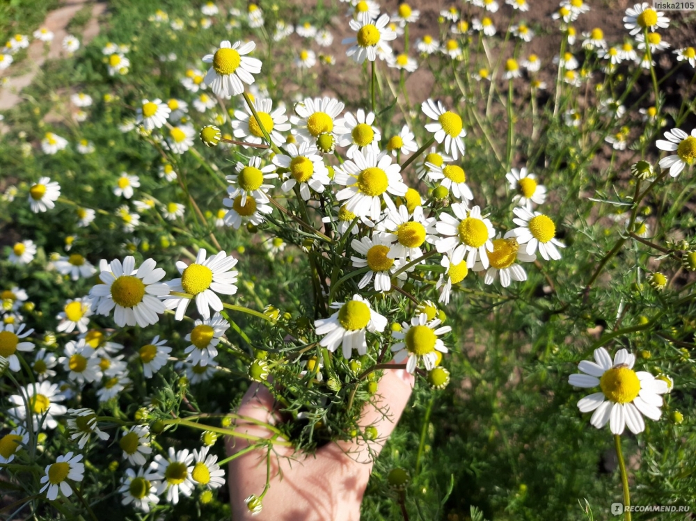 Какую пользу принесёт ромашковый чай и как правильно его заваривать