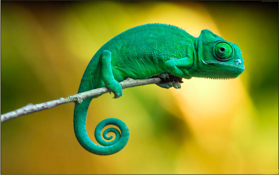 Почему хамелеон меняет цвет? Почему хамелеон меняет цвет?