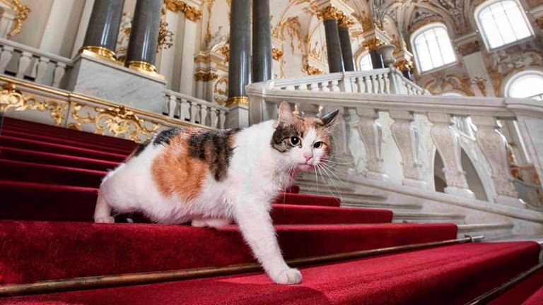 Почему не бывает трёхцветных котов?