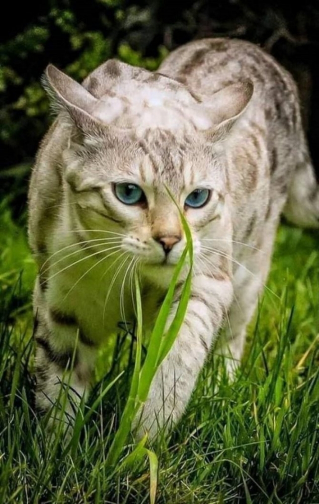 Сколько лет кошке?, фото 2