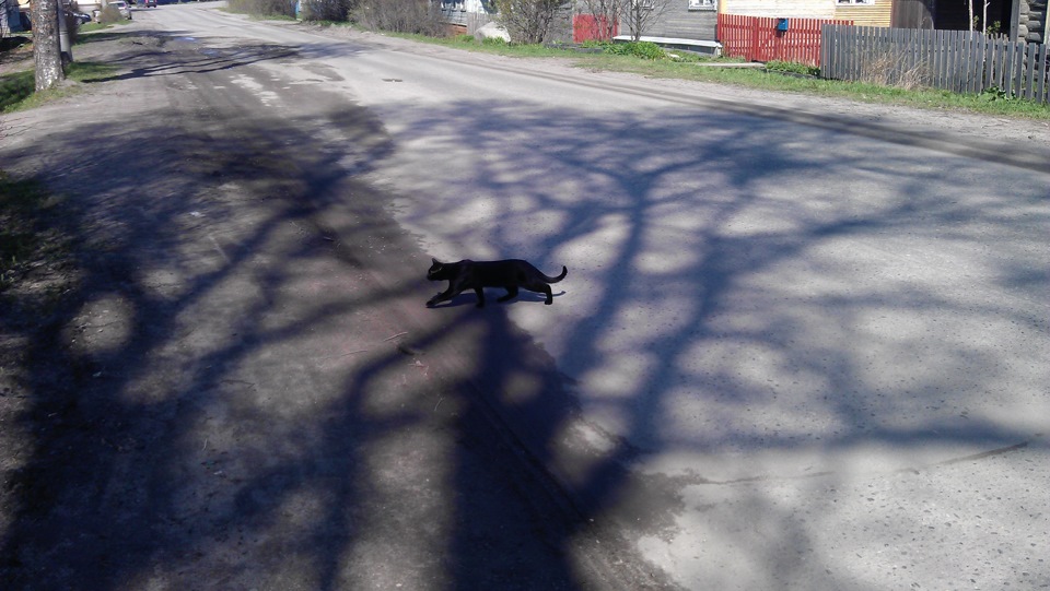 Что делать если кошка перебежала дорогу. Черная кошка переходит дорогу. Примета черная кошка перебежала дорогу. Лиса дорогу перебежала. Косуля перебежала дорогу перед машиной.