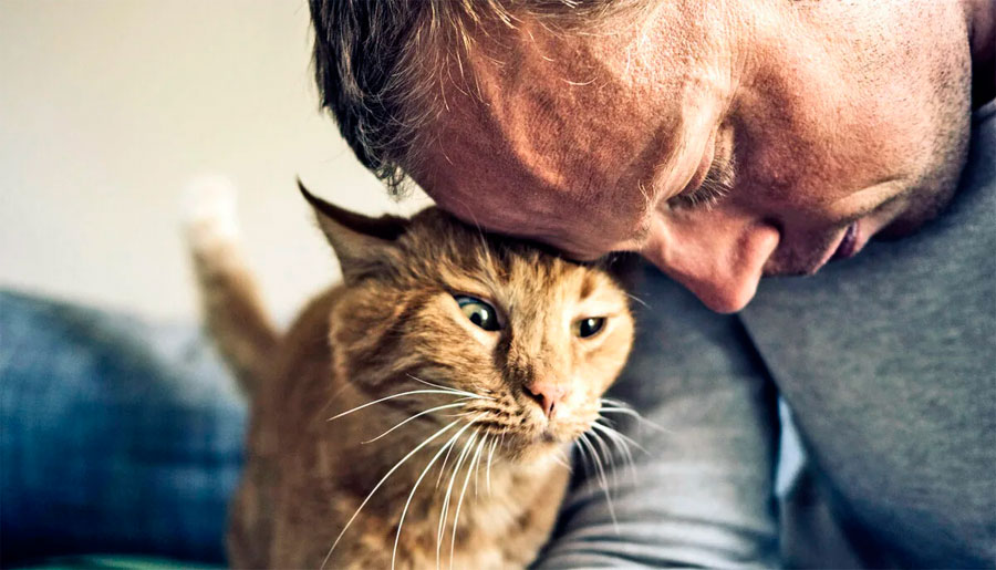 Как кошки лечат хозяев?
