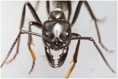 Бывают ли муравьи бунтарями?