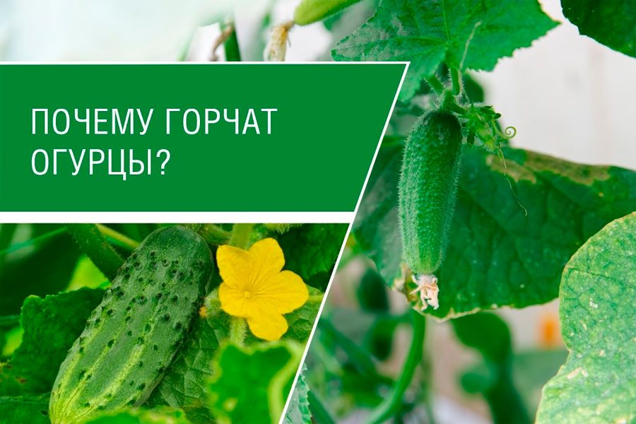 Почему огурцы горькие и что делать, чтобы они не горчили?