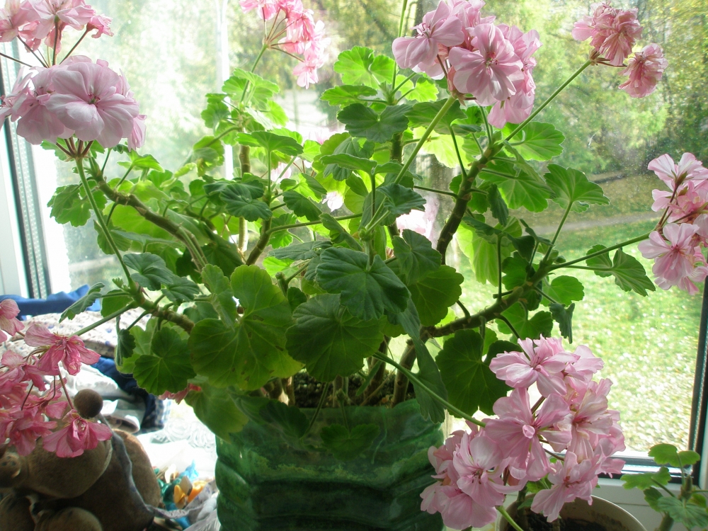 Стоит ли выращивать дома герань, чтобы истребить моль?, фото 1